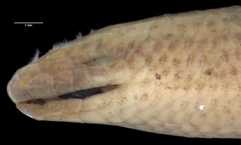 Media type: image;   Herpetology R-26581 Aspect: head lateral